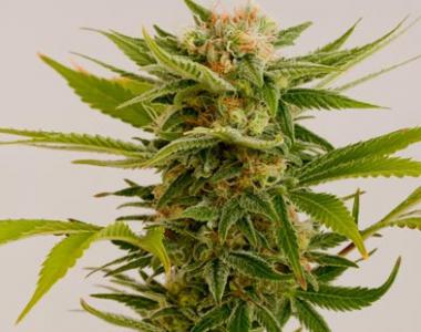Humboldt Seeds - Sour Diesel 2 cannabis seed