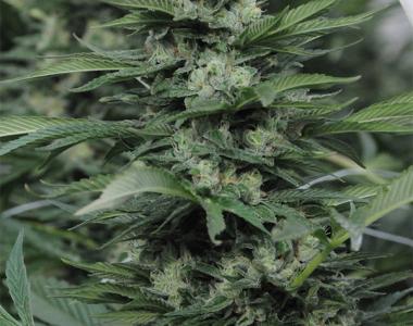 Humboldt Seed Organisation - Sour Diesel #2 cannabis seed