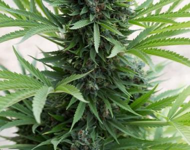 Humboldt Seed Organisation - Sour Diesel Auto cannabis seed