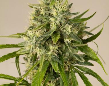 Humboldt Seeds - Trainwreck cannabis seed