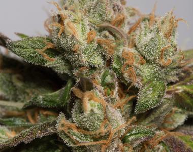 Humboldt Seed Organisation - 707 Truthband cannabis seed