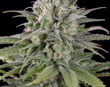 Humboldt Seed Organisation - UK Cheese Auto cannabis seed