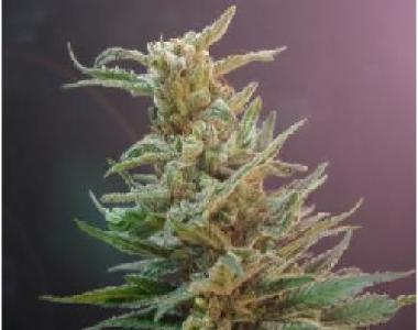 Jack's Beans - Californication cannabis seed