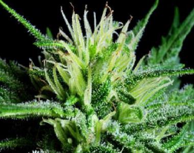 Jack\'s Beans - Iron Giant cannabis seed