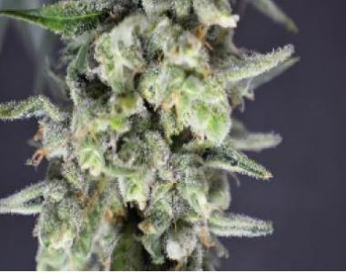 Jack\'s Beans - Mean Beans cannabis seed