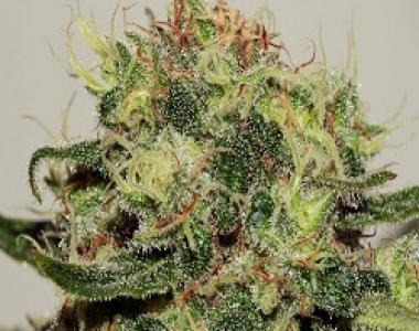 Jack\'s Beans - Night Nurse cannabis seed