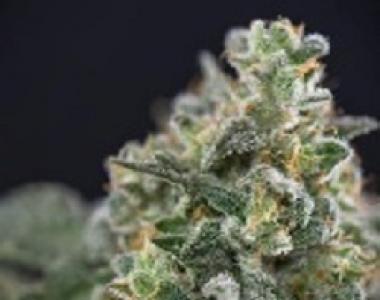 Jack's Beans - Polecat cannabis seed
