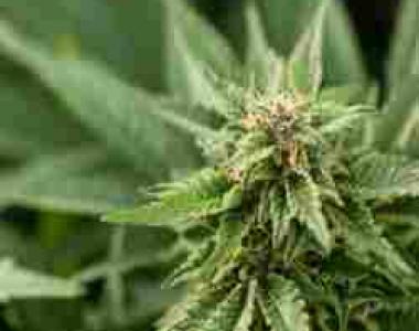 Jamaican Pride - Auto Bolt cannabis seed