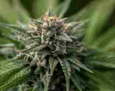 Jamaican Pride - Clarendon Candy cannabis seed
