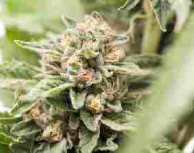 Jamaican Pride - Hanover Mazar cannabis seed