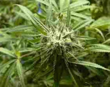 Jamaican Pride - St Anns Bakery cannabis seed