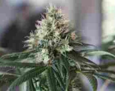 Jamaican Pride - Stinky Portland cannabis seed