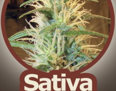 John Sinclair Seeds - Trans Love cannabis seed