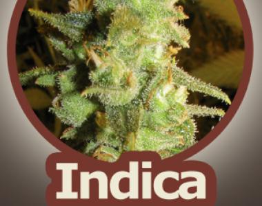 John Sinclair Seeds - Viper cannabis seed