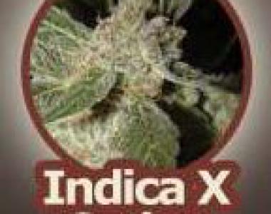 John Sinclair Seeds - White Panther cannabis seed