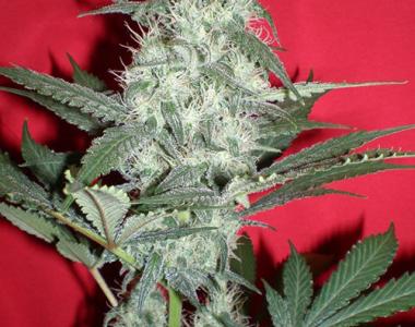 Jordan of the Islands - Gods Gouda cannabis seed