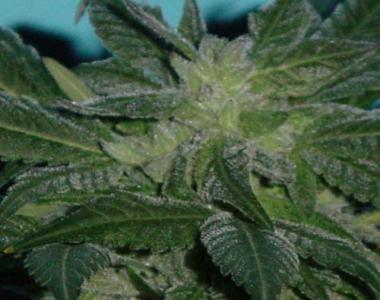 Jordan of the Islands - Gods Lemon Skunk cannabis seed