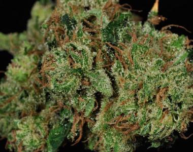 Jordan of the Islands - Gods Treat cannabis seed
