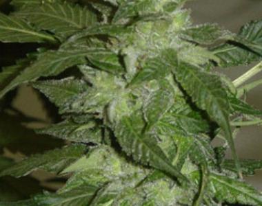 Jordan of the Islands - Gods White Lightning cannabis seed
