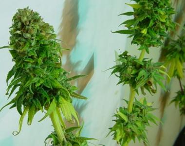 Jordan of the Islands - Hashberry cannabis seed