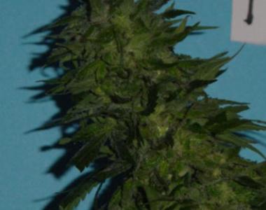 Jordan of the Islands - Skunk Berry cannabis seed