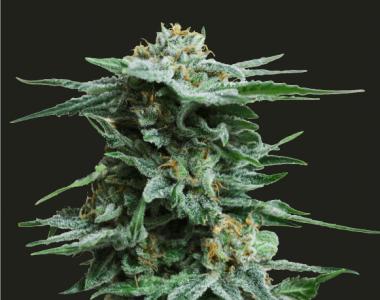 Kalashnikov Seeds - AK Kush cannabis seed