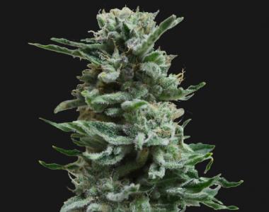 Kalashnikov Seeds - AK Skunk Auto cannabis seed