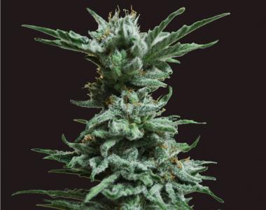 Kalashnikov Seeds - AK Skunk cannabis seed