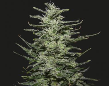 Kalashnikov Seeds - Amnesia Molotov cannabis seed