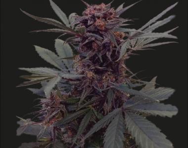 Kalashnikov Seeds - Black Babushka Auto cannabis seed