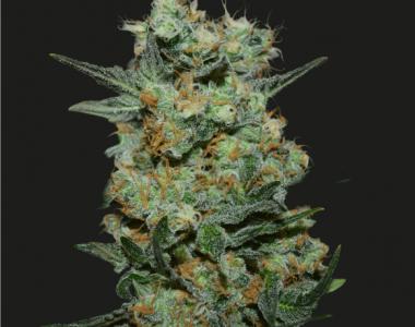 Kalashnikov Seeds - Baikal Express cannabis seed