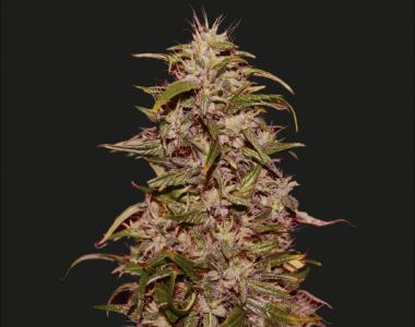 Kalashnikov Seeds - Big Altai Sativa Express cannabis seed