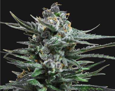 Kalashnikov Seeds - Blue Acid Auto cannabis seed