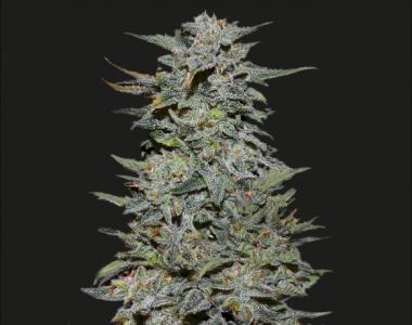 Kalashnikov Seeds - Boy Scout Cookies cannabis seed