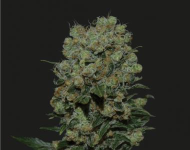 Kalashnikov Seeds - Kalashnikov Express cannabis seed
