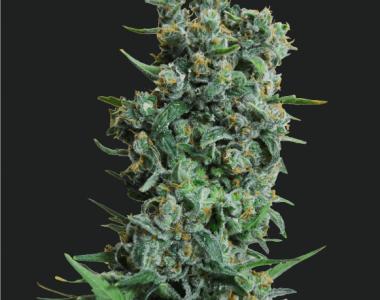 Kalashnikov Seeds - Kalashnikov Original cannabis seed