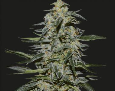 Kalashnikov Seeds - Katyusha cannabis seed