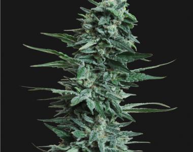 Kalashnikov Seeds - Kubanskiy Ubiyza cannabis seed