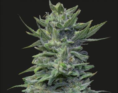 Kalashnikov Seeds - Lavanda Cream cannabis seed