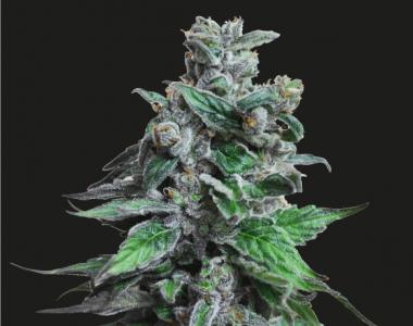 Kalashnikov Seeds - Moscow Blueberry cannabis seed