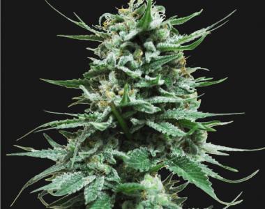 Kalashnikov Seeds - Northern Russian Auto cannabis seed
