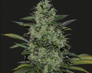 Kalashnikov Seeds - Power Russian cannabis seed