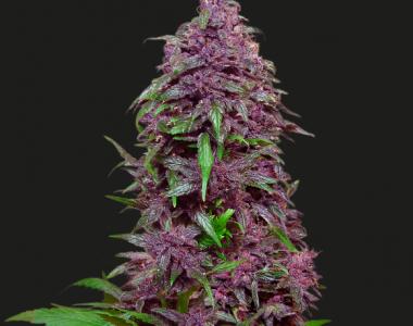 Kalashnikov Seeds - Purple Mazar Auto cannabis seed