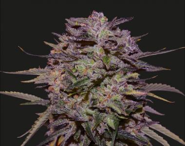 Kalashnikov Seeds - Purple Russian Express cannabis seed