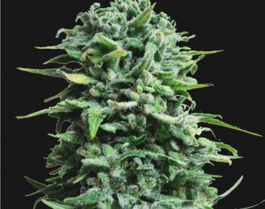 Kalashnikov Seeds - Siberian Haze Auto cannabis seed