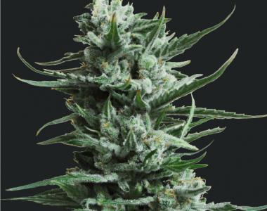 Kalashnikov Seeds - Siberian Haze cannabis seed