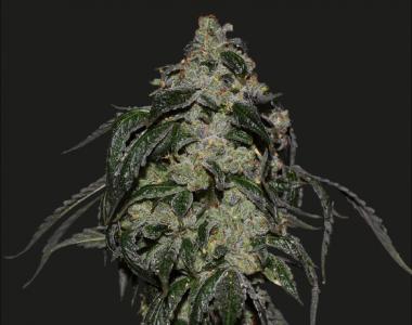 Kalashnikov Seeds - Soyuz OG Express cannabis seed