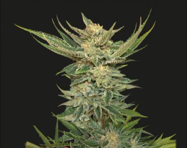 Kalashnikov Seeds - Vodka Lemon cannabis seed