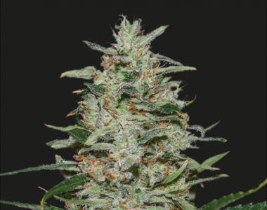 Kalashnikov Seeds - White Russian OG cannabis seed
