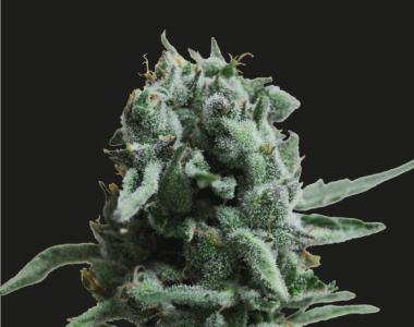 Kalashnikov Seeds - White Widow 47 cannabis seed